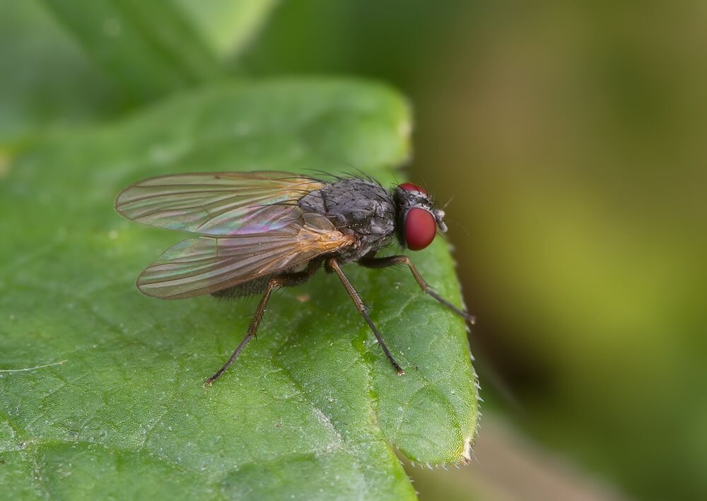 Fannia pallitibia