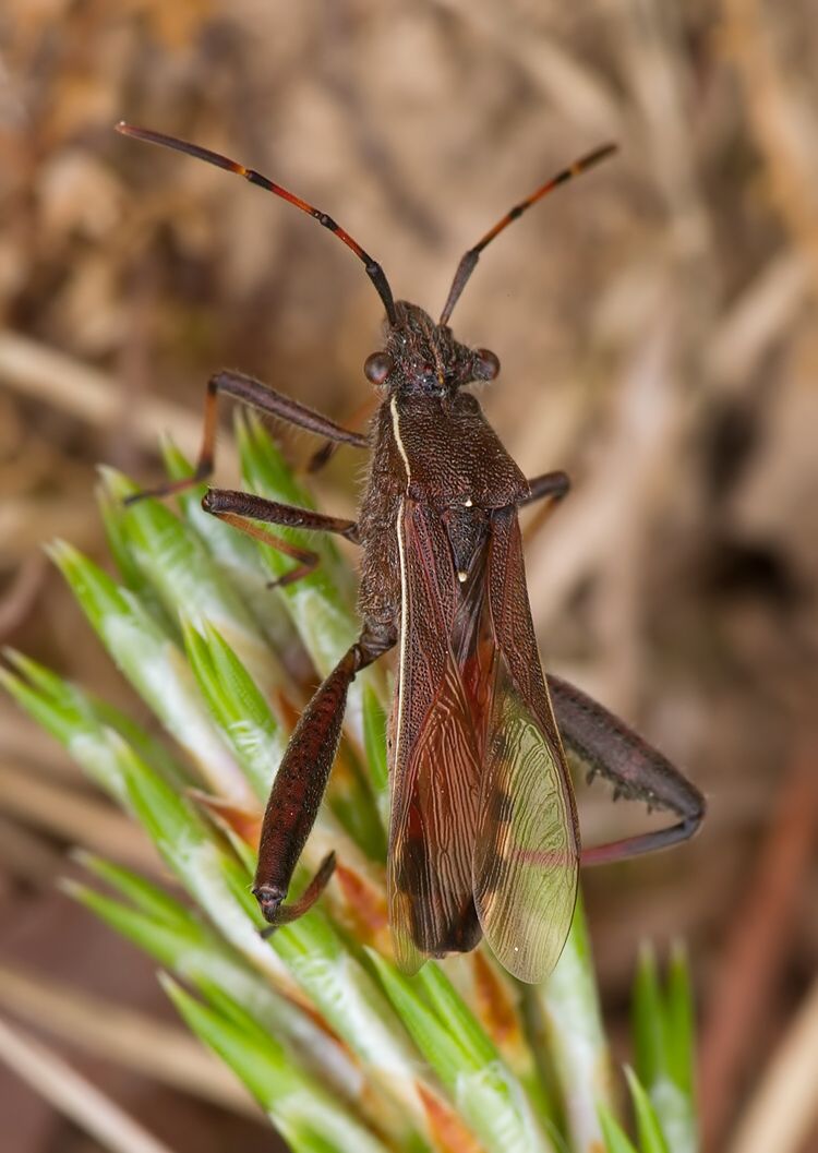 Camptopus lateralis