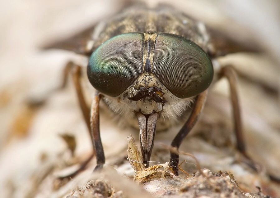 Tabanus bovinus