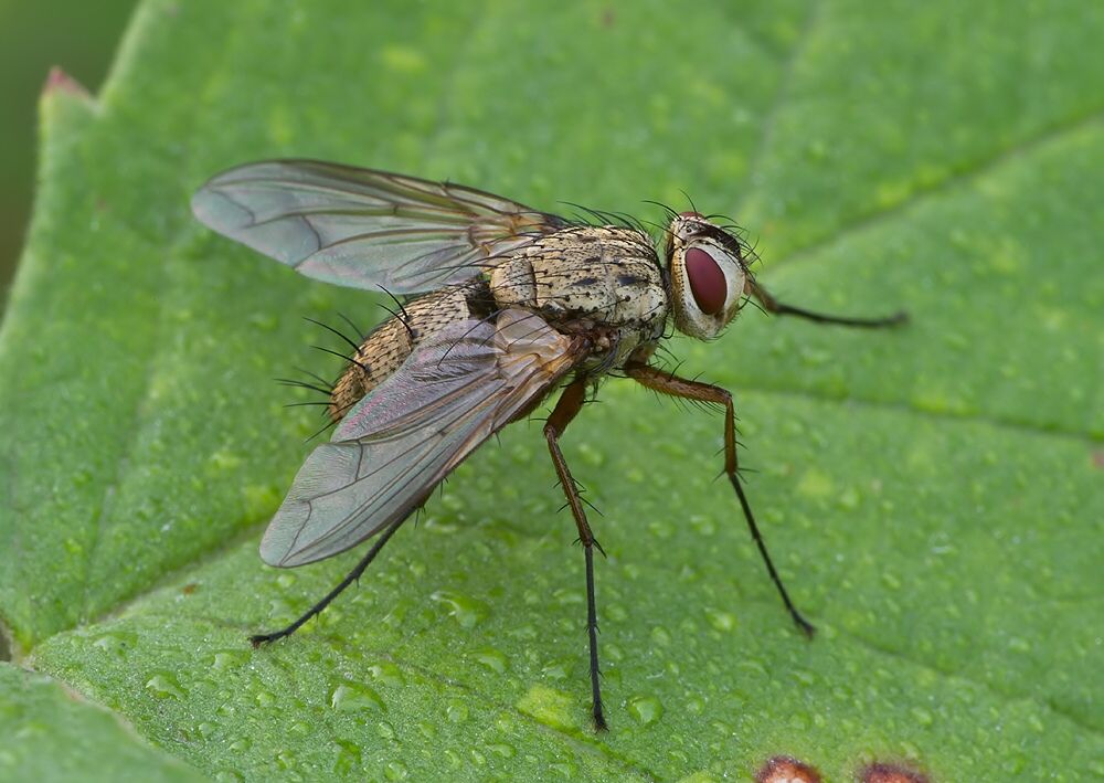 Dexia rustica