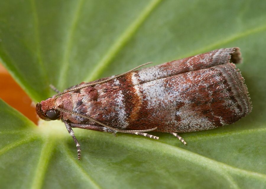 Acrobasis suavella