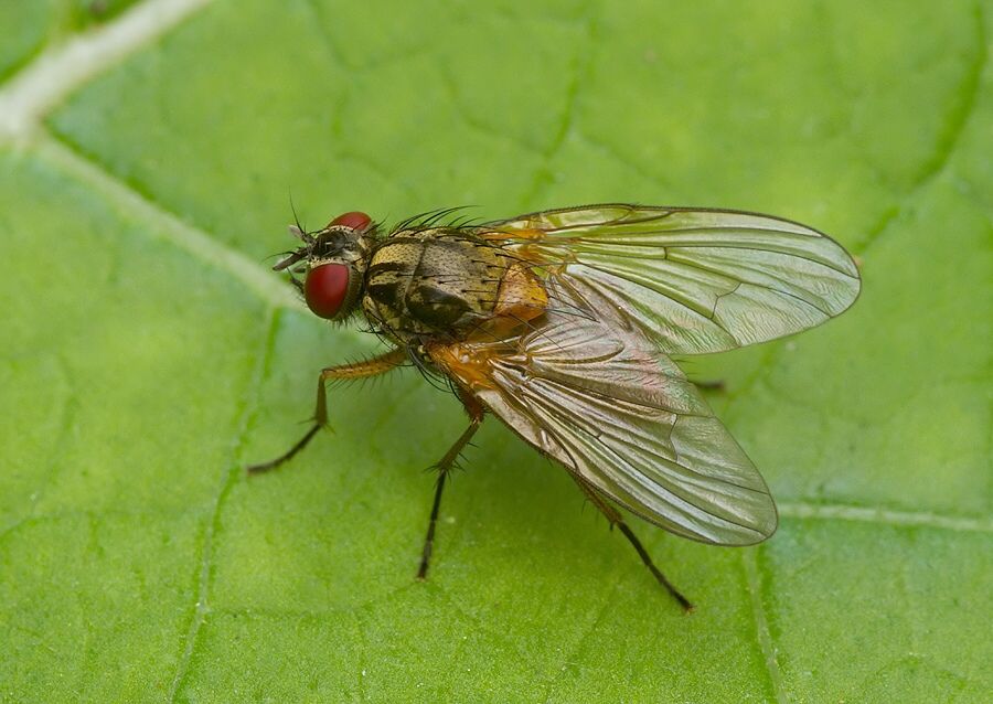 Phaonia errans