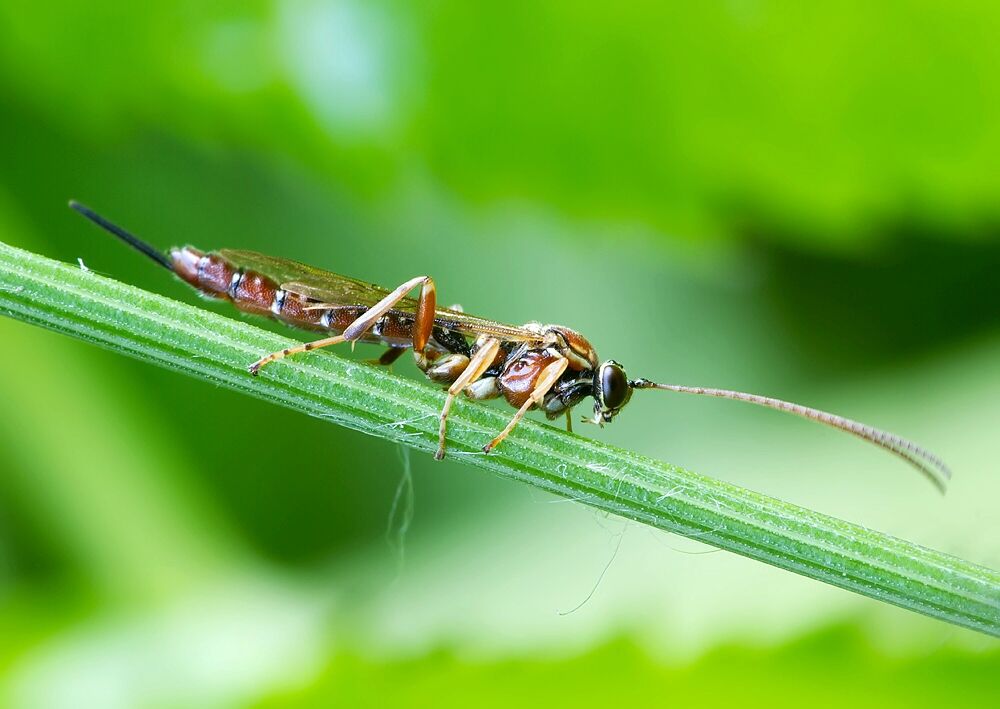 Tromatobia lineatoria