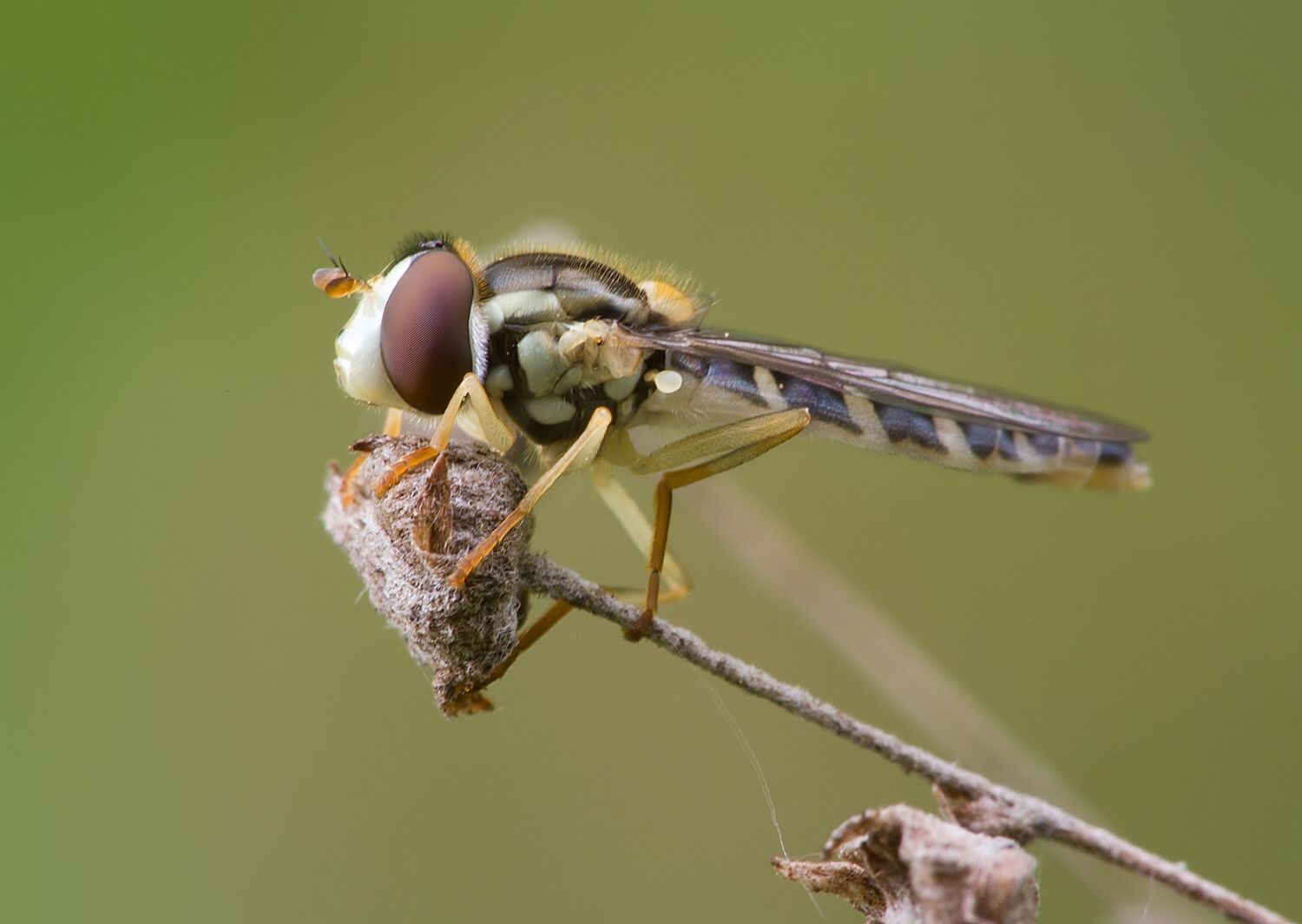 Sphaerophoria fatarum