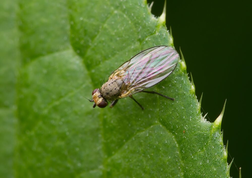 Phytomyza gymnostoma