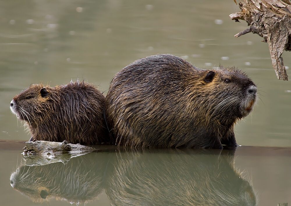 Myocastor coypus