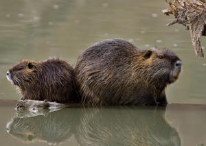 Myocastor coypus