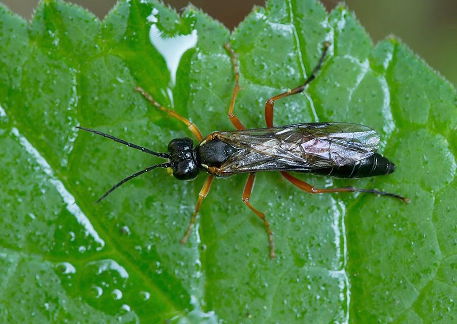 Tenthredo procera