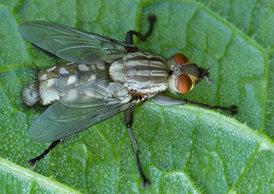 Microphthalma europaea