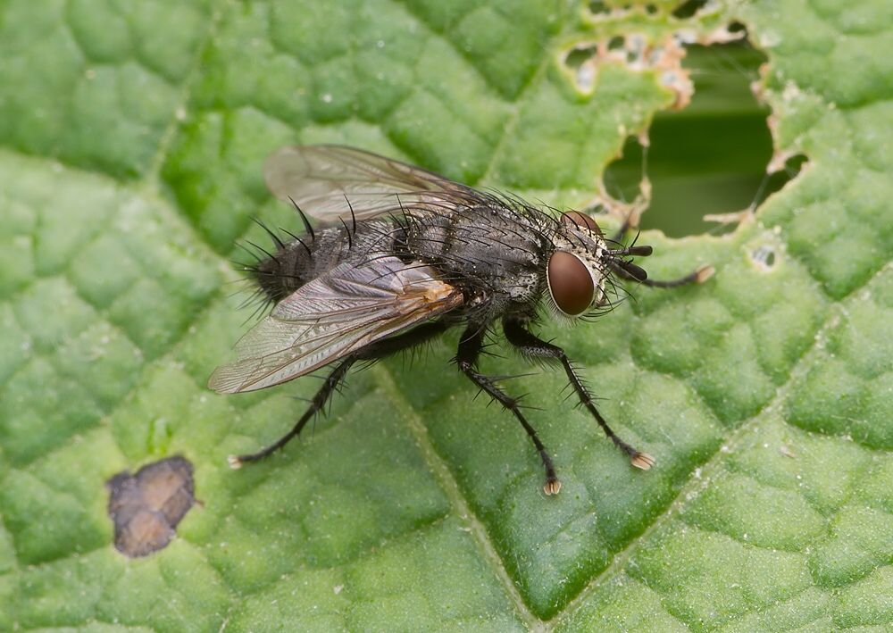 Athrycia trepida