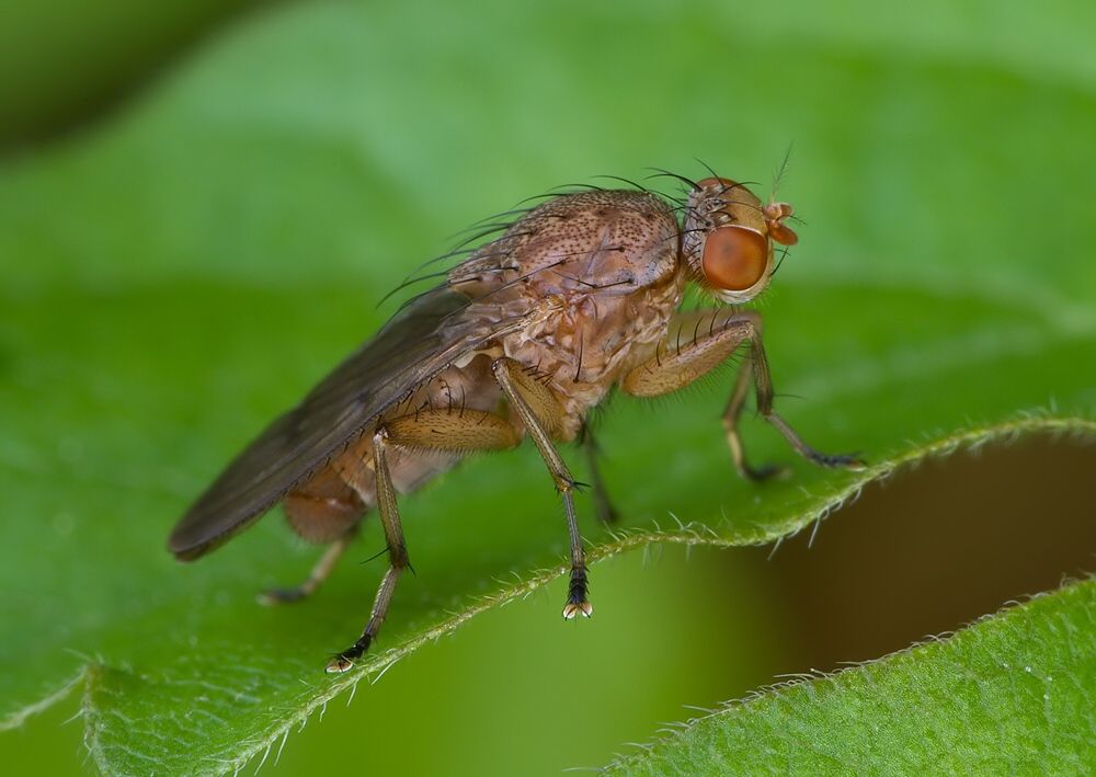 Suillia gigantea