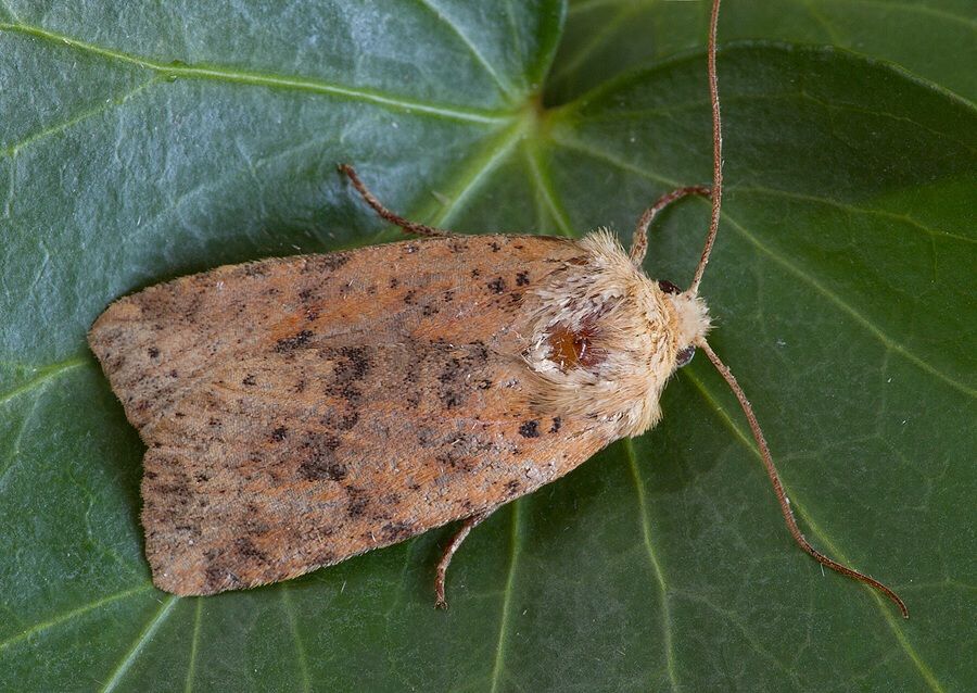 Conistra rubiginea