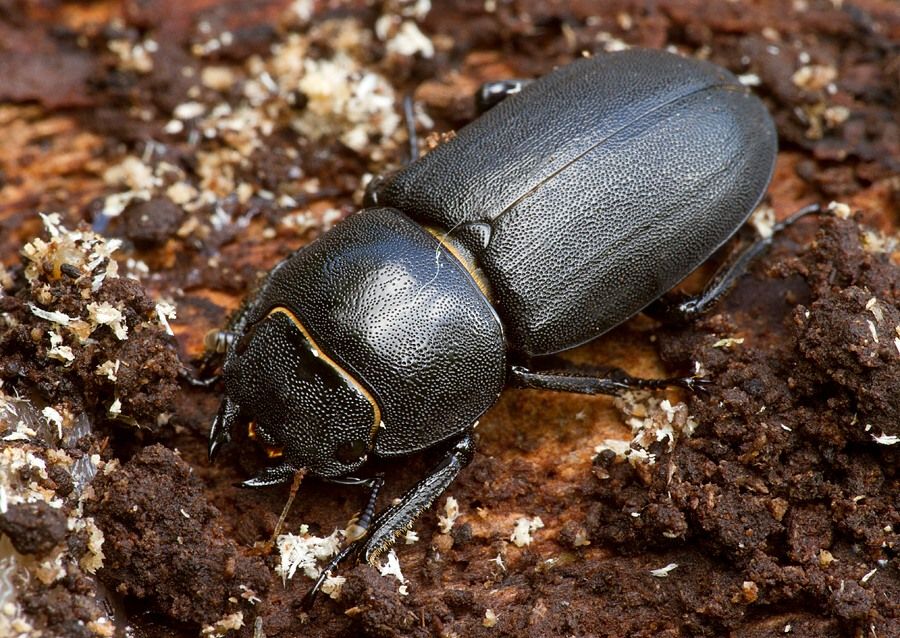 Dorcus parallelipipedus
