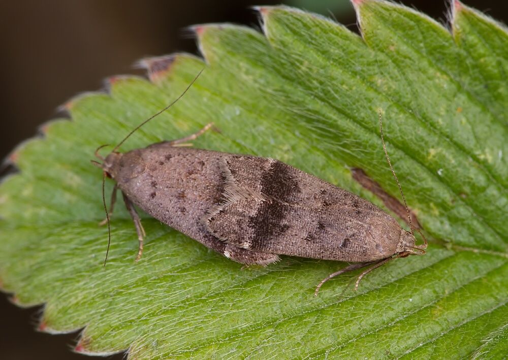 Anacampsis obscurella
