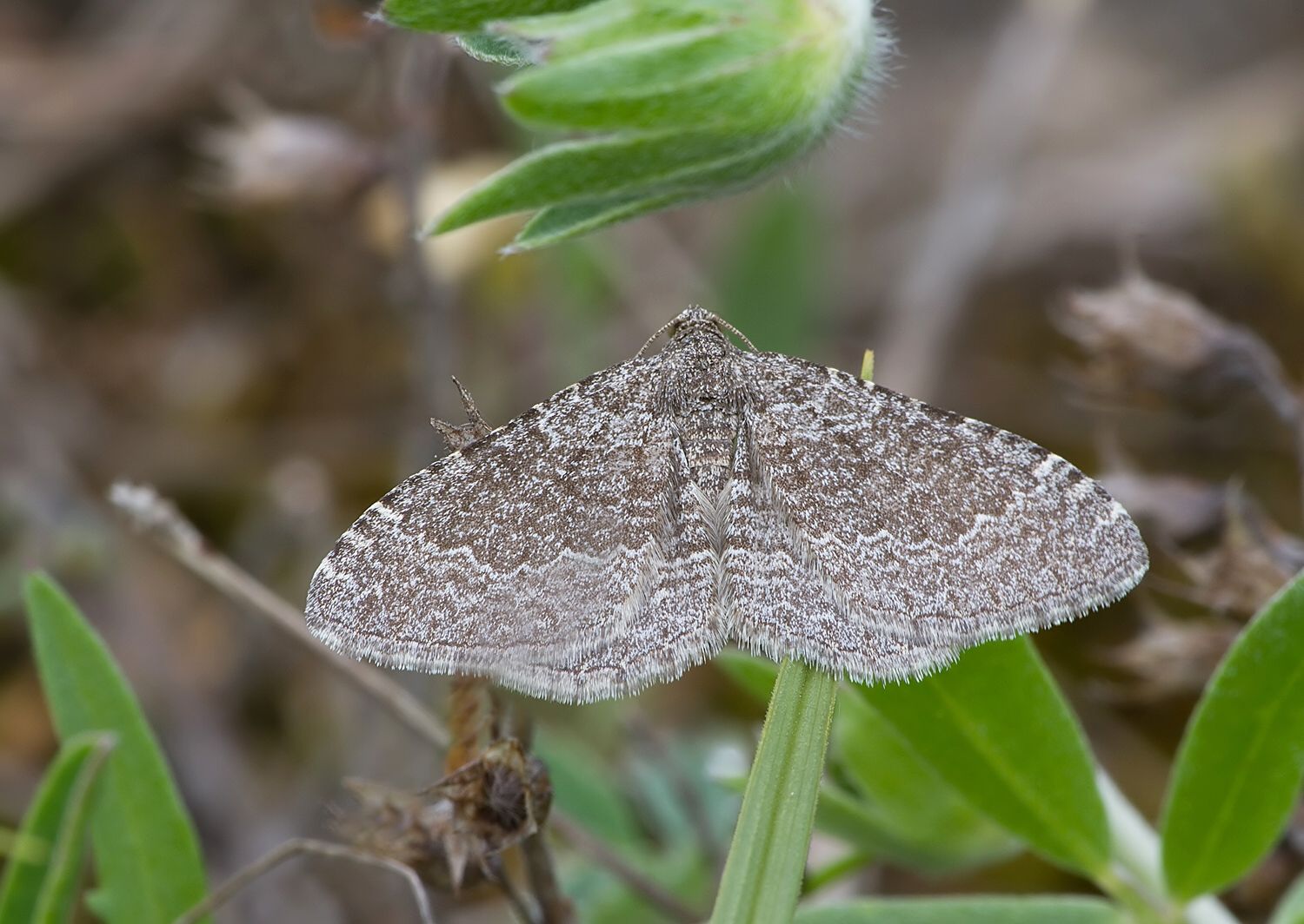 Cataclysme riguata