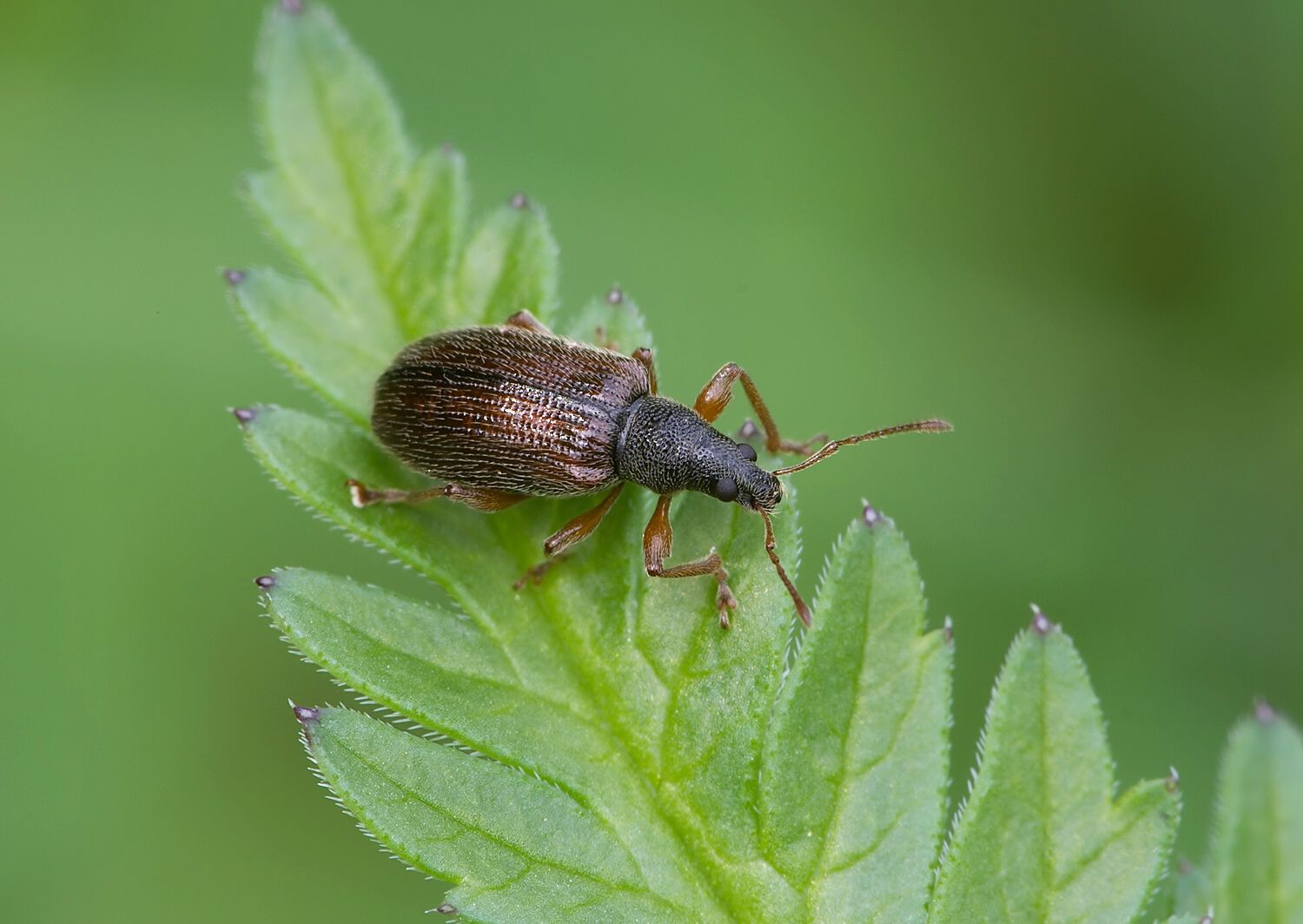 Phyllobius oblongus
