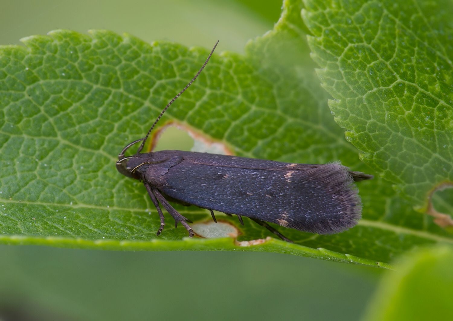 Aproaerema anthyllidella cf.
