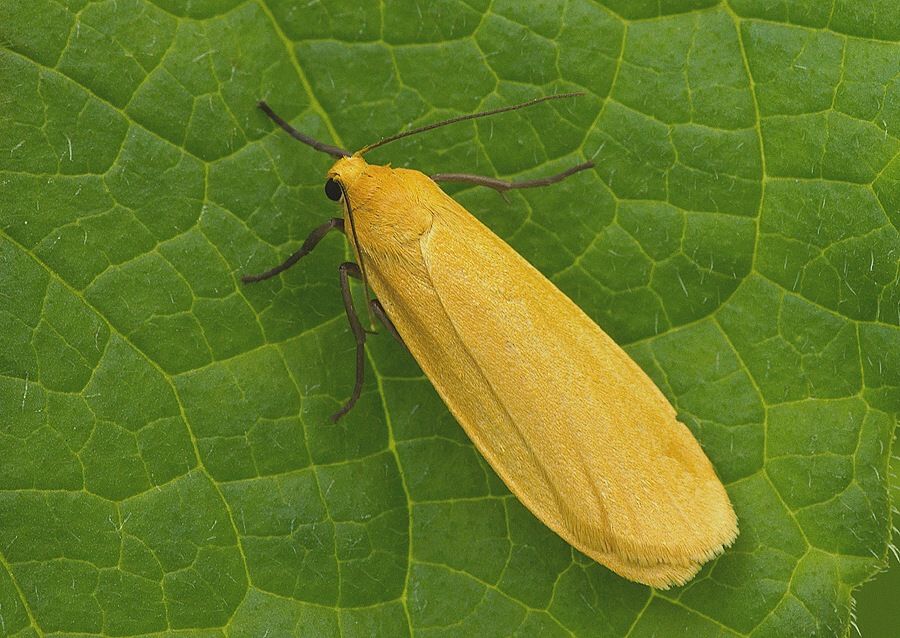 Eilema sororcula