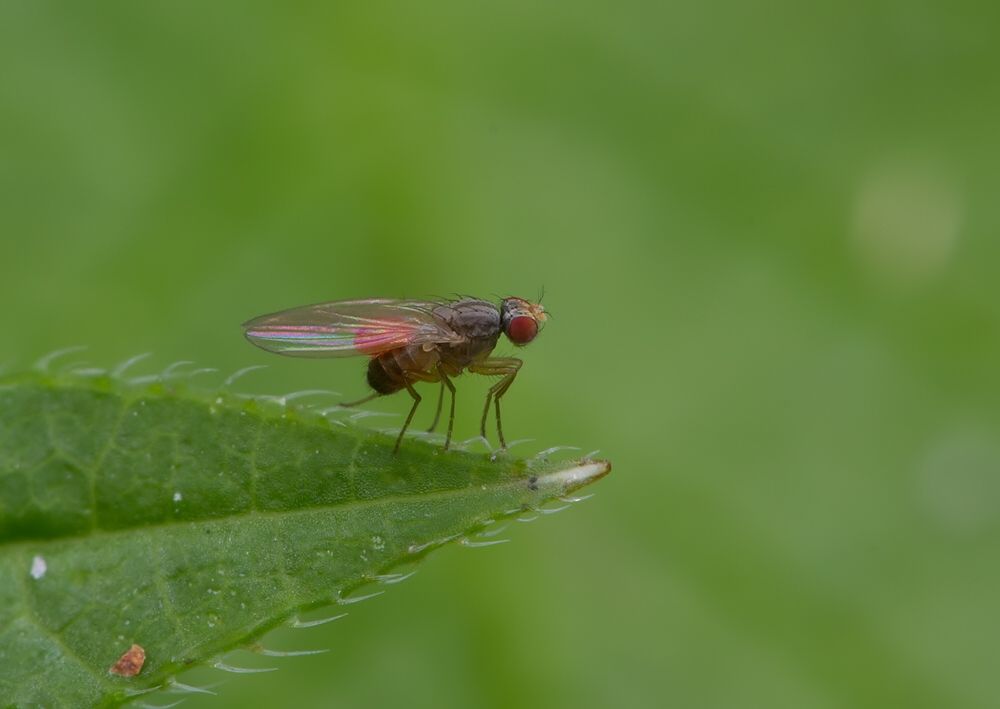 Scaptomyza pallida