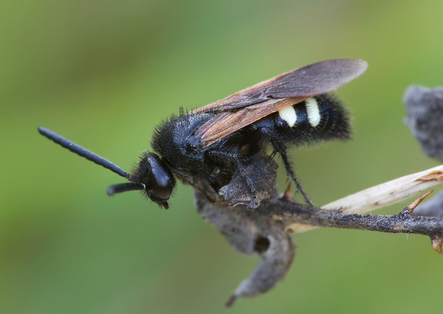 Scolia sexmaculata
