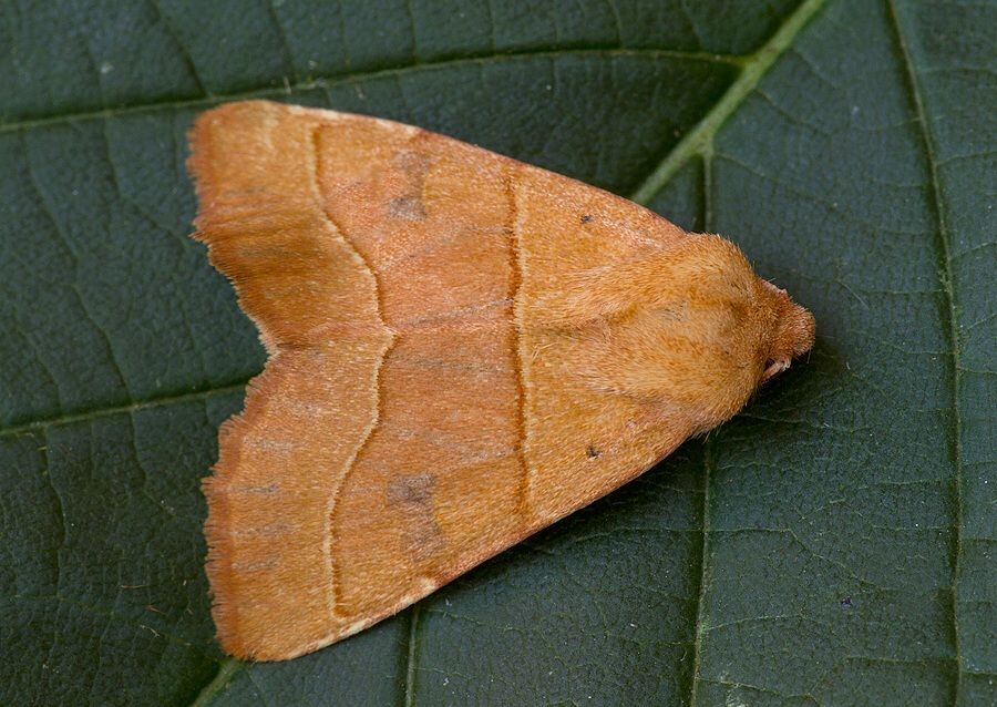 Atethmia centrago