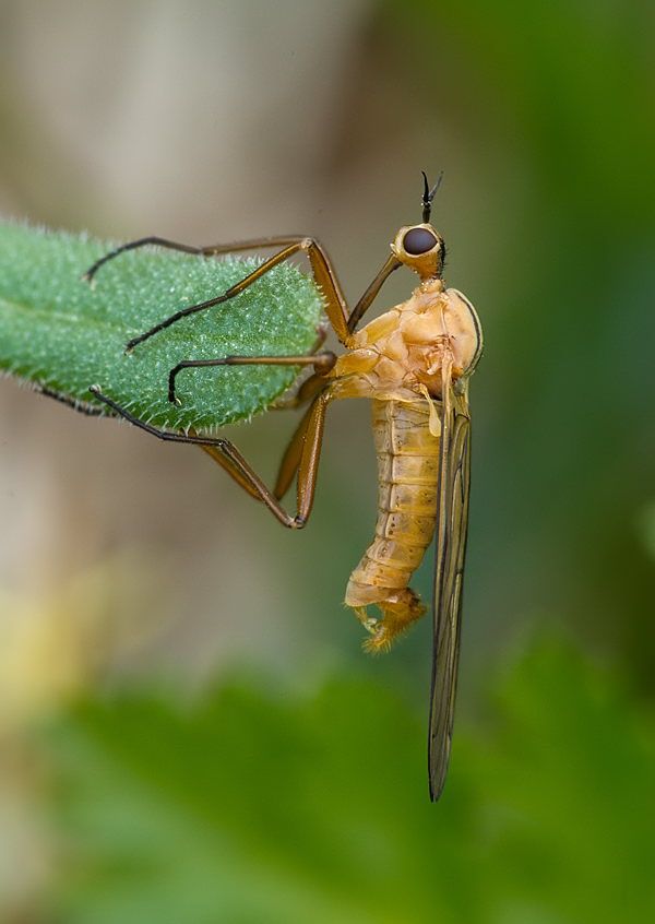 Empis digramma