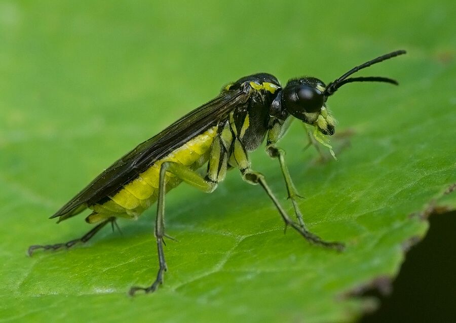Tenthredo mesomela