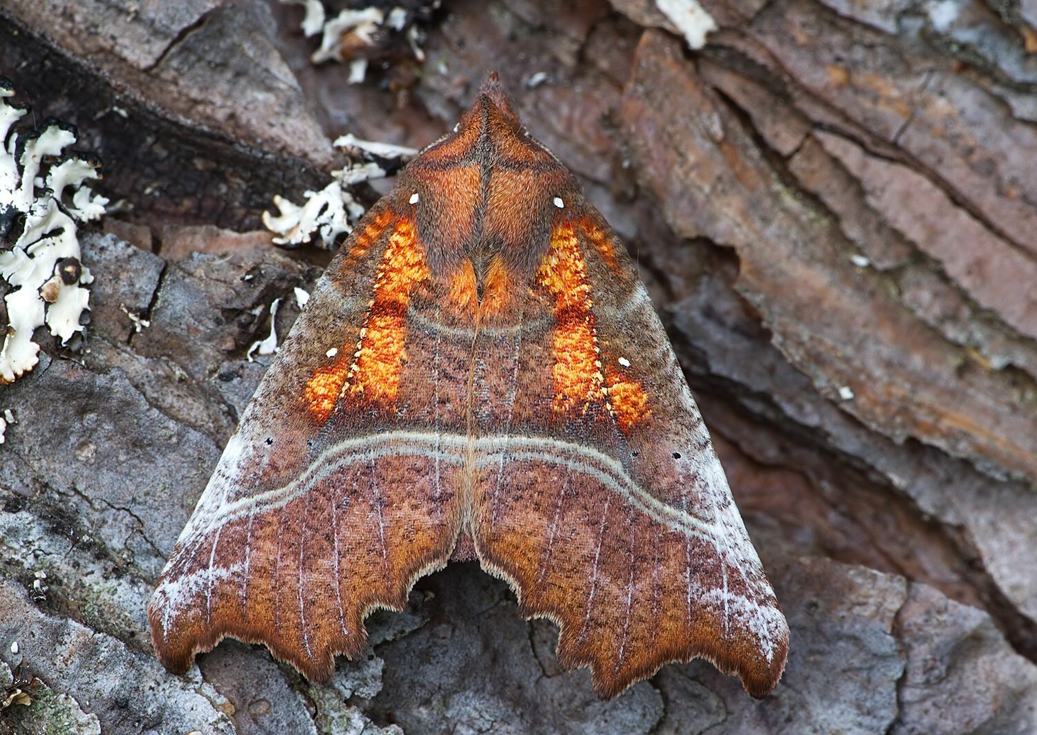 Scoliopteryx libatrix
