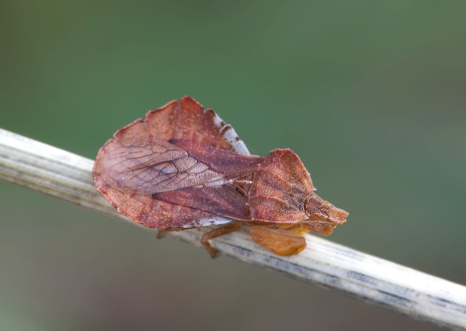 Phymata crassipes