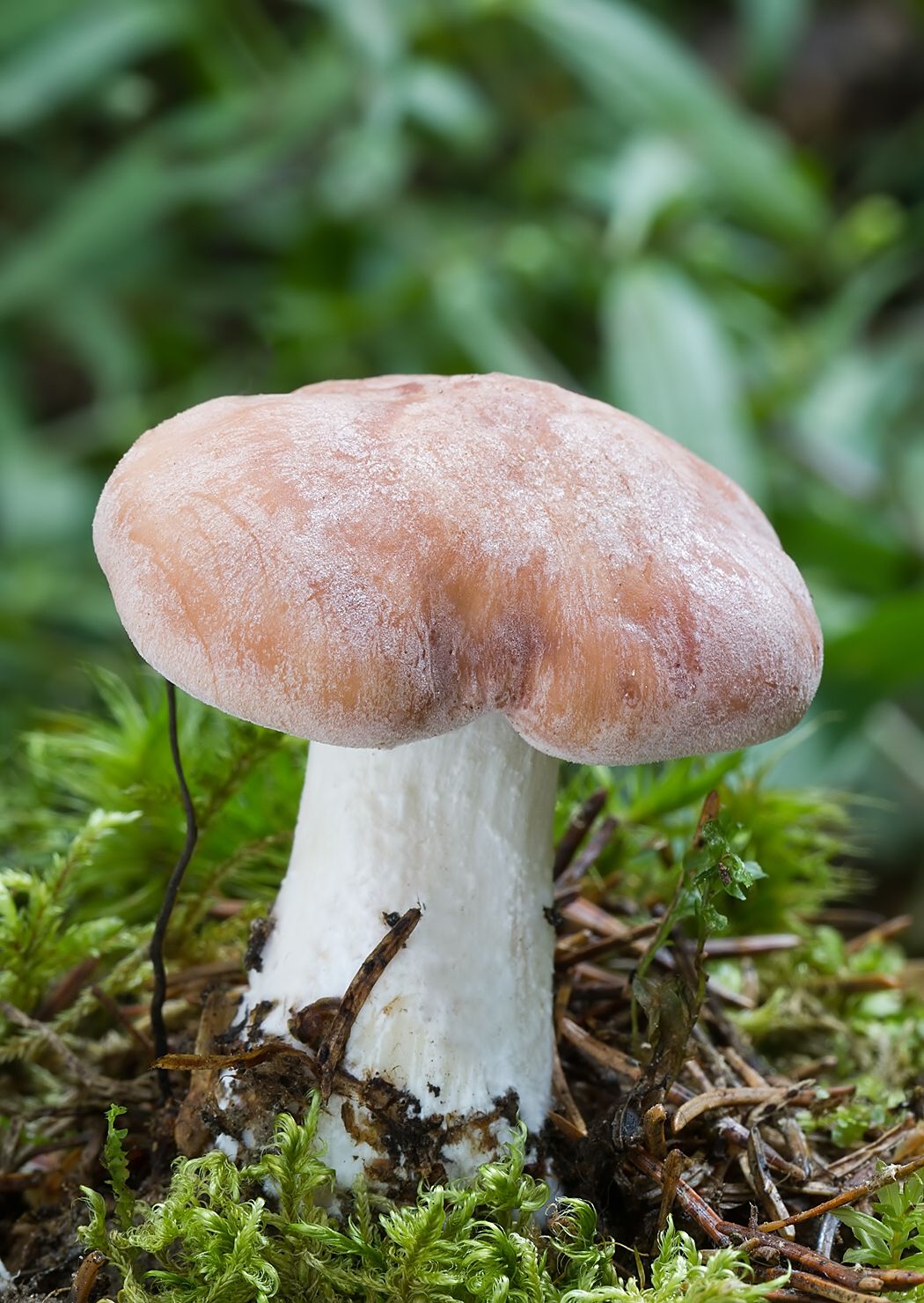Rhodocybe gemina