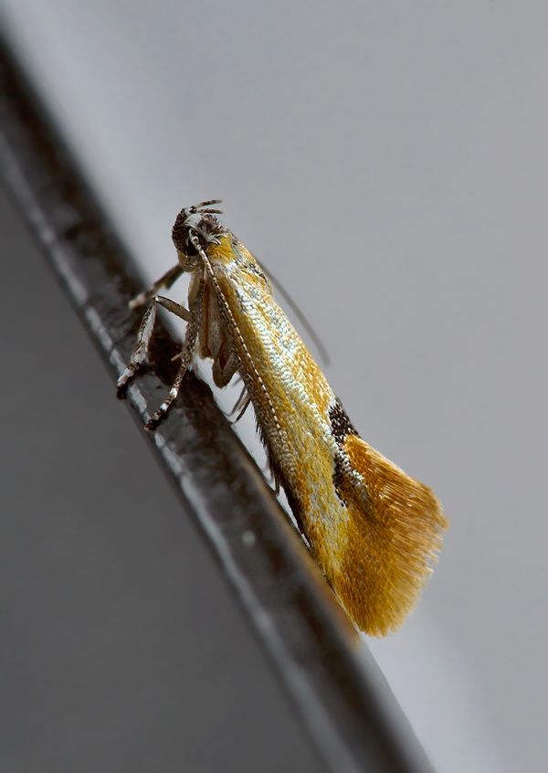 Batia internella cf.