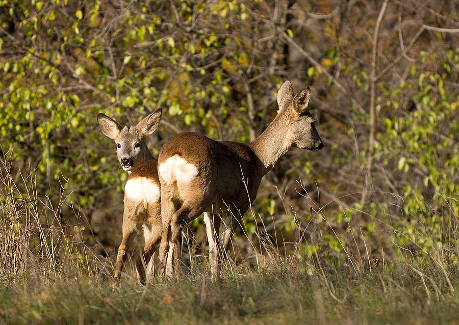 Capreolus capreolus