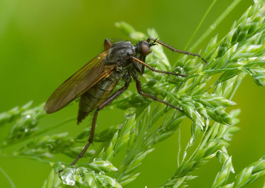 Empis tessellata