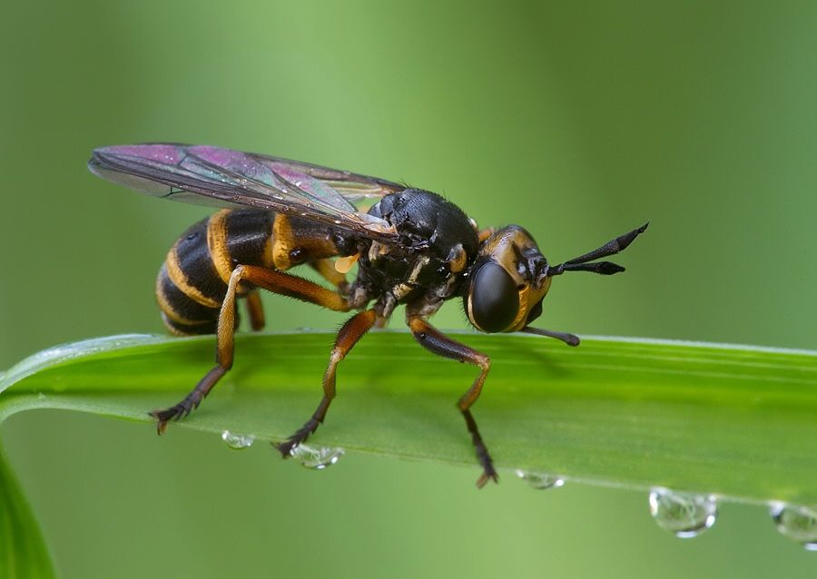 Conops strigatus