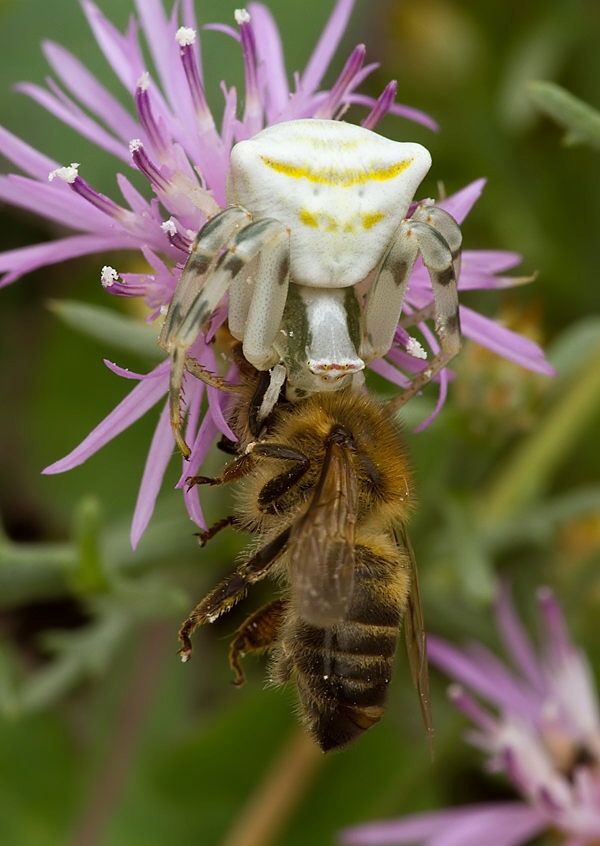 Thomisus onustus