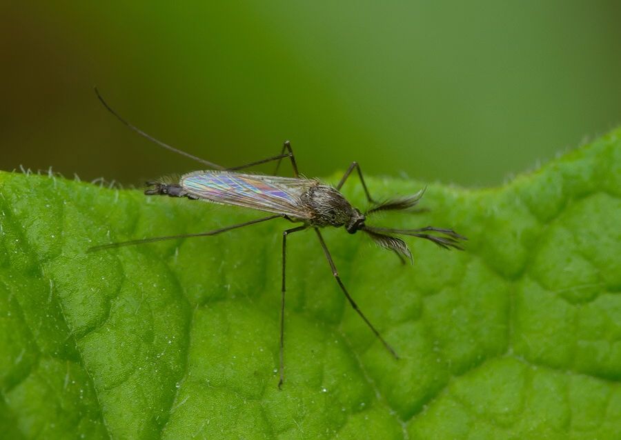 Ochlerotatus geniculatus