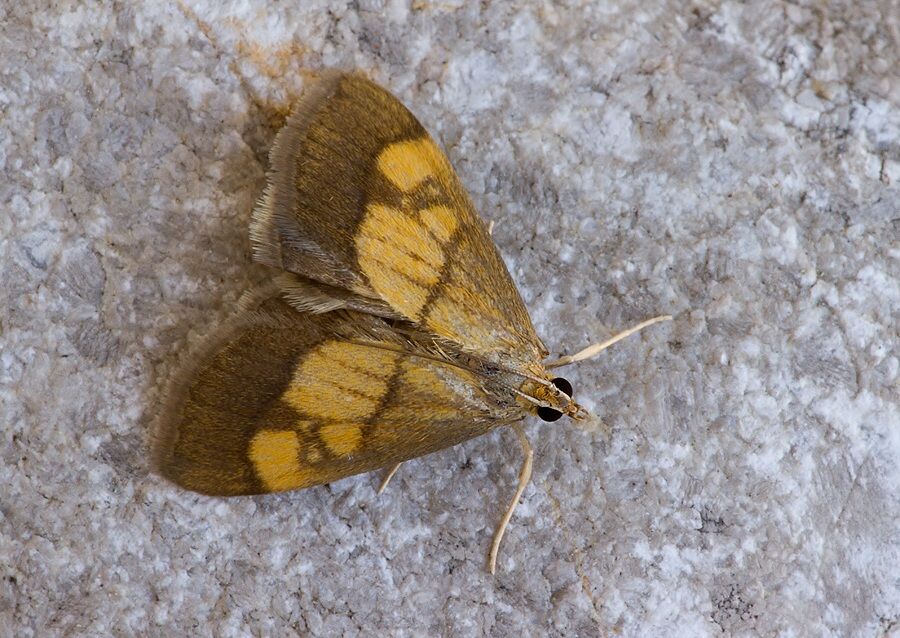 Evergestis limbata