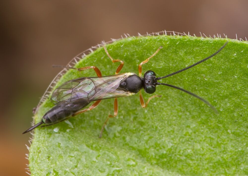 Diadegma sp.