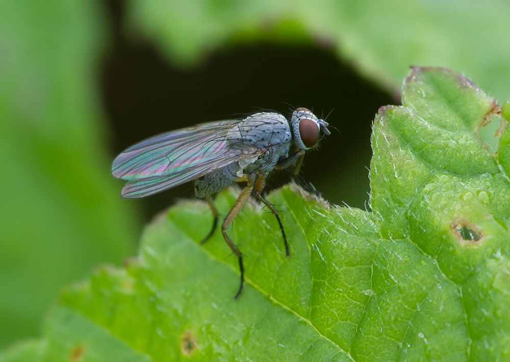 Coenosia albicornis