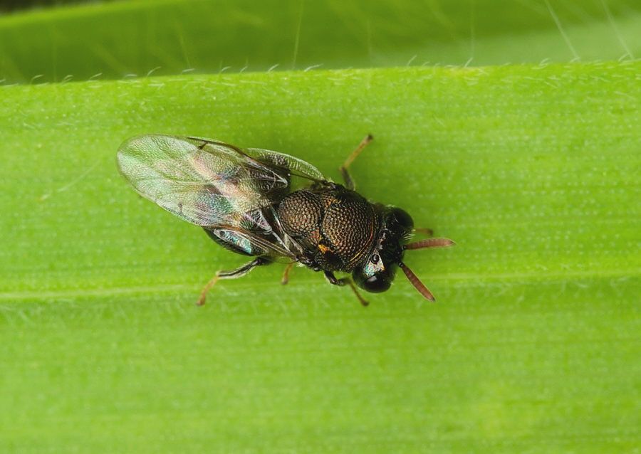Perilampus regalis cf.
