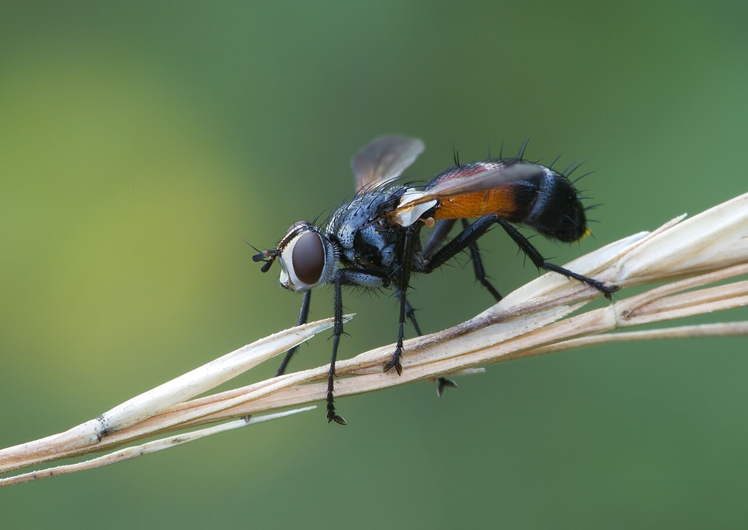 Cylindromyia auriceps