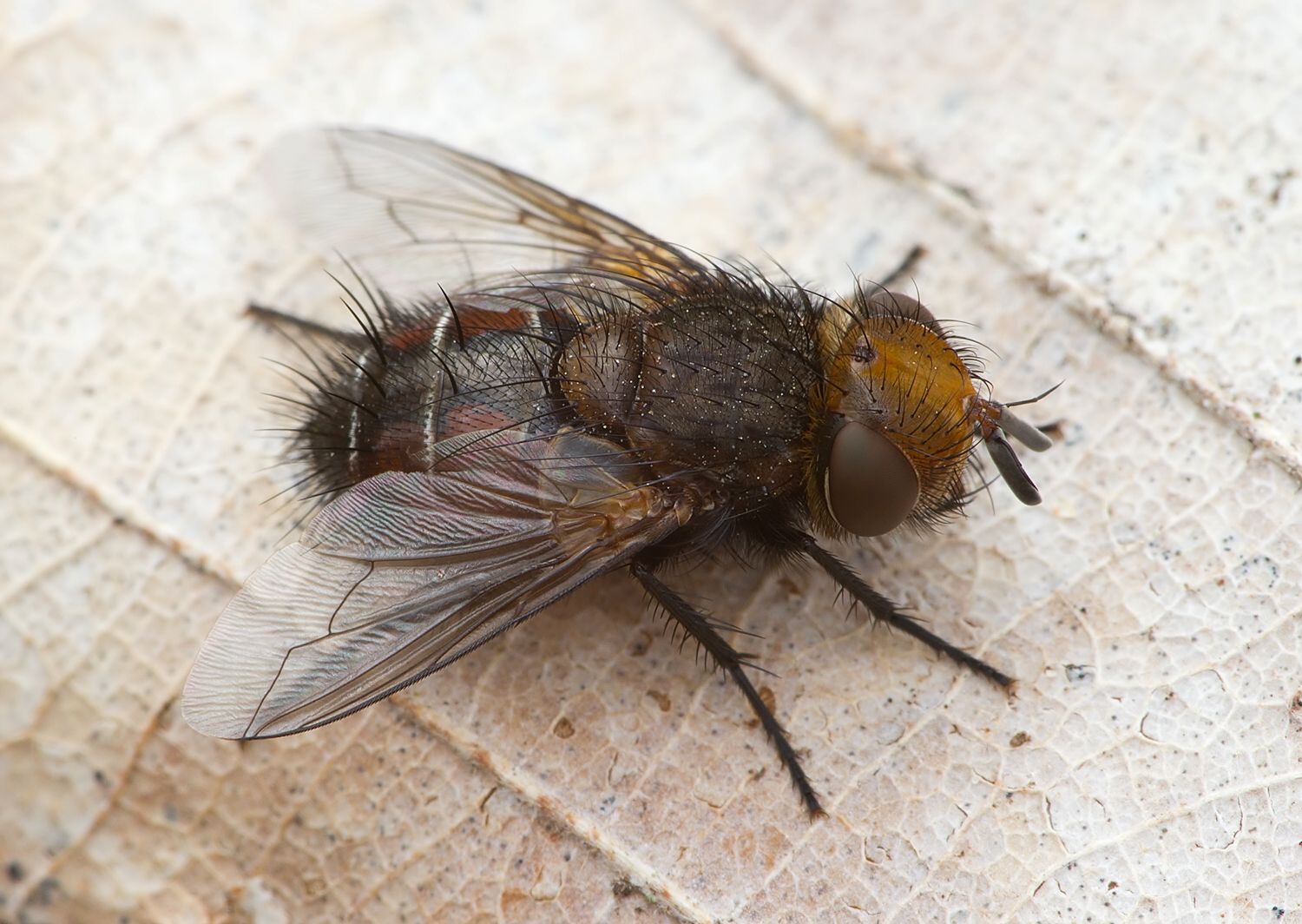 Gonia ornata