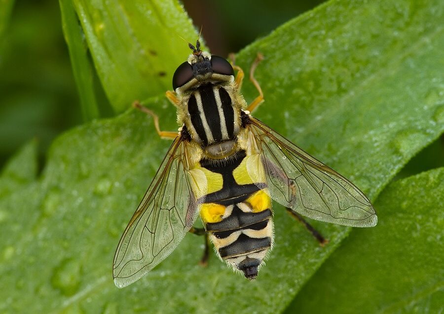 Helophilus trivittatus