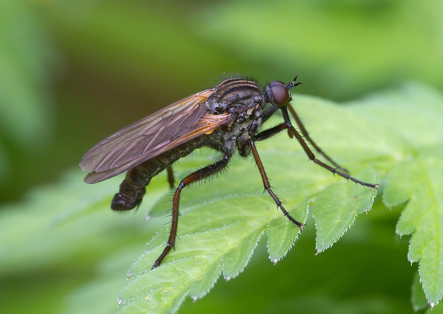 Empis tessellata