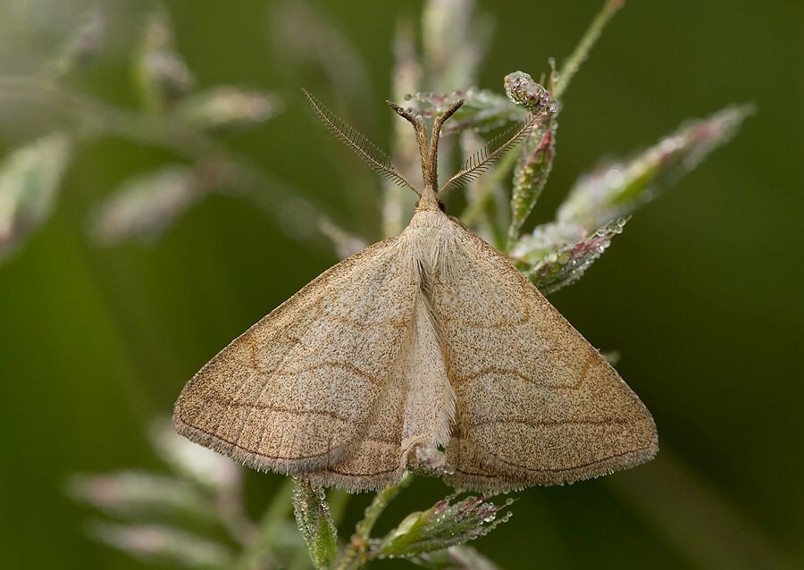 Polypogon tentacularia