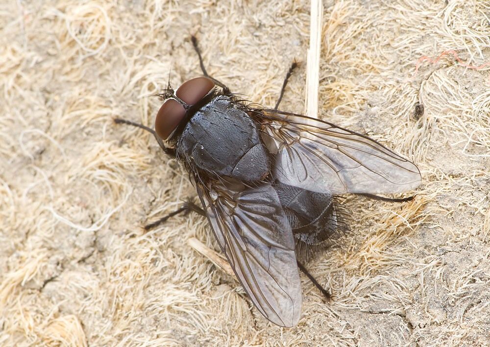 Muscina levida