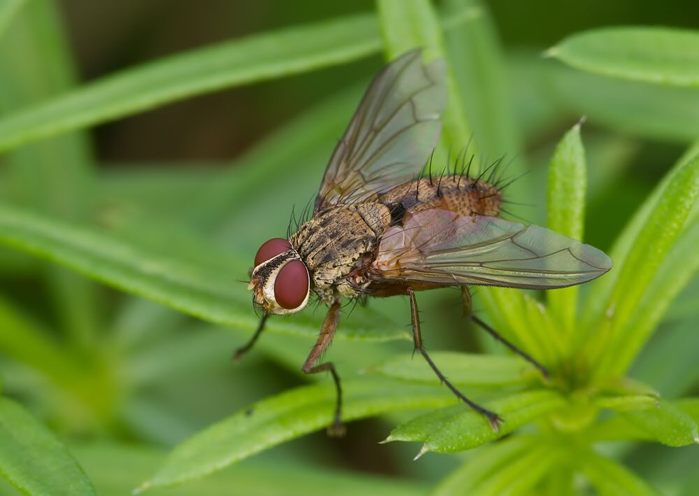 Dexiosoma caninum