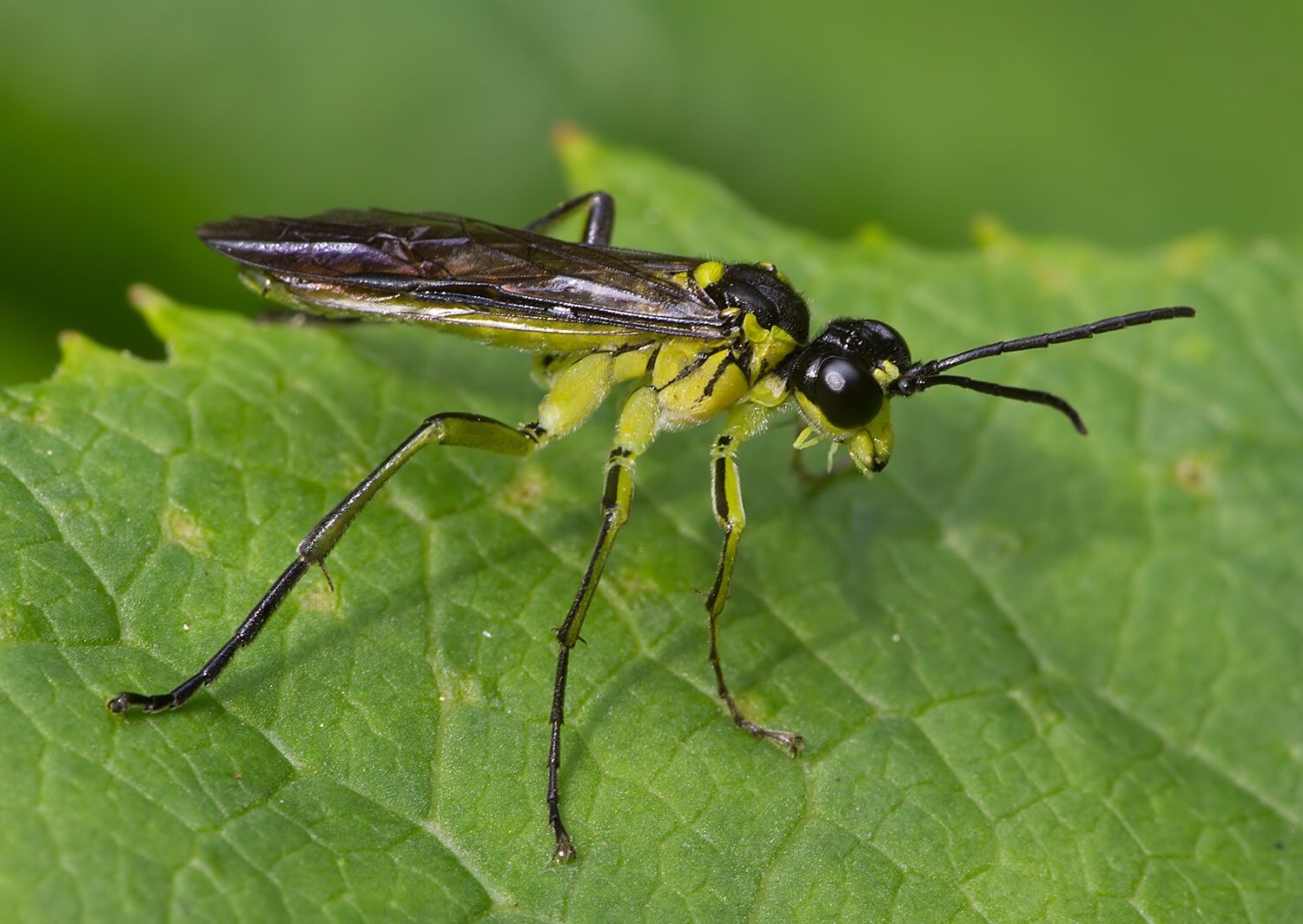 Tenthredo mesomela