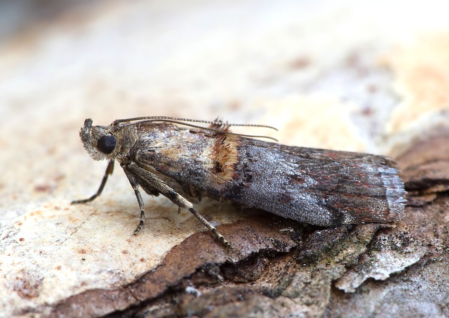 Trachonitis cristella