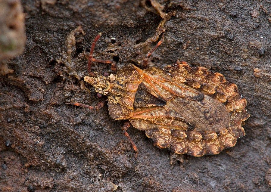 Aradus conspicuus
